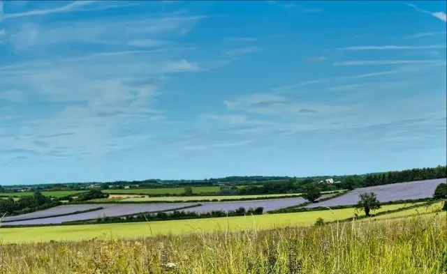 Purple landscape 💜 

#landscape #purplefields #cotswolds #summer